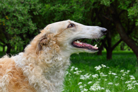 俄罗斯博尔佐伊犬在绿色田野背景上的移植