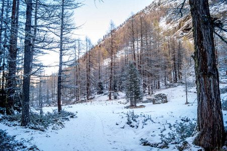 雪中的山景