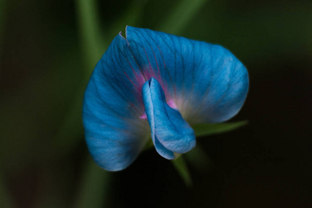 绽放的蓝色花的接近的看法