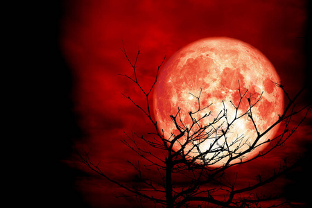 满月背面剪影枝干树红夜云天空元素这张图片由美国宇航局提供