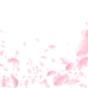樱花花瓣落下。浪漫的粉红色花朵落下雨。白色方形 backgr 上的飞花瓣