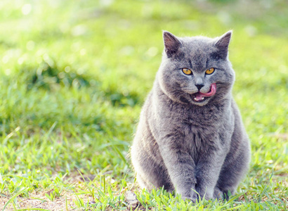 绿色草地上的灰色雄性苏格兰褶皱猫用舌头紧紧地看着镜头