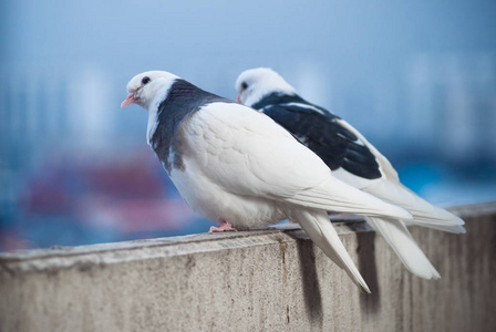 两个恋人的白色和黑色的鸽子在阳台上迎接日落和太阳