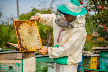 养蜂蜂群检查