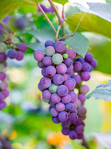 葡萄藤上成熟红葡萄酒束的特写收获