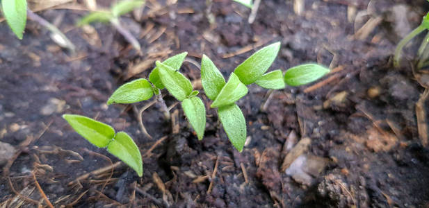 生长的绿色植物