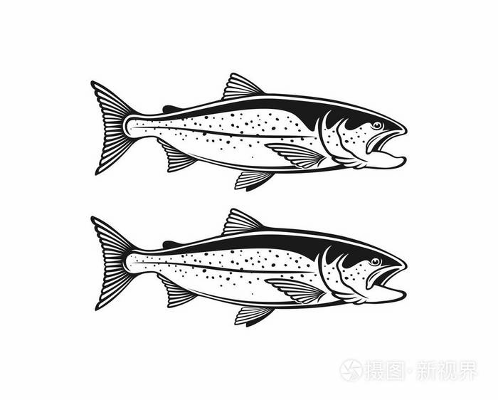 白色背景下的鲑鱼图像插画-正版商用图片12qwm2-摄图新视界