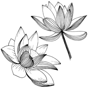 矢量莲花。 花卉植物花。 孤立的插图元素。 植物的全名莲花。 矢量野花为背景纹理包装图案框架或边框。