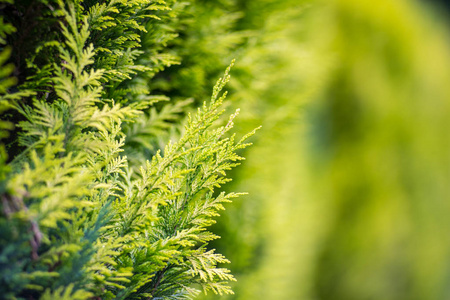 来自植物Thuja的活篱。 浅场深。 模糊的背景。