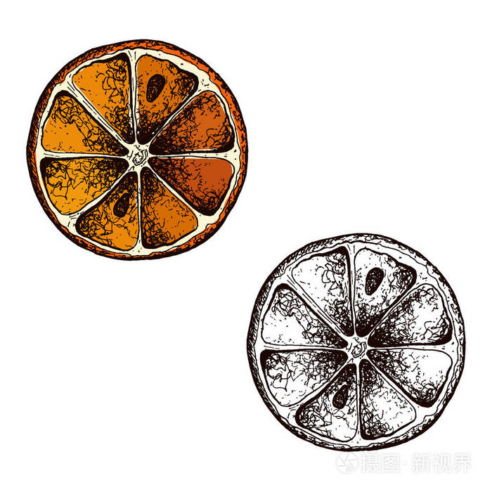 矢量橙子手的素描画.素描矢量食物插画.复古风格