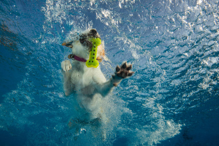 狗在水里游泳。
