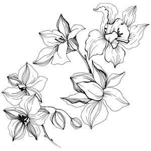 矢量热带兰花花。 花卉植物花。 孤立的插图元素。 矢量野花为背景纹理包装图案框架或边框。