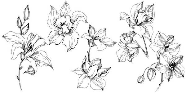 矢量热带兰花花。 花卉植物花。 孤立的插图元素。 矢量野花为背景纹理包装图案框架或边框。
