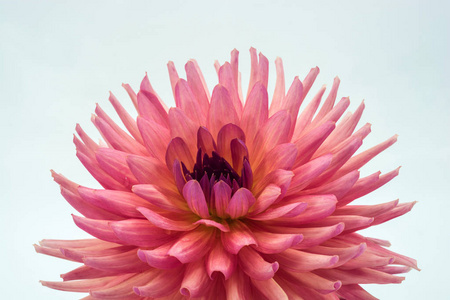 大的粉红色大丽花，在浅色背景上有水滴。