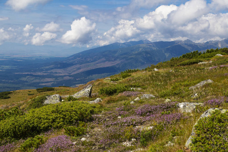 夏季高山景观。 高山草甸灌木丛的石楠和杜松的背景山峰。 从克里文山上俯瞰斯洛伐克的国家象征。 旅行徒步旅行的概念。 旅游目的地