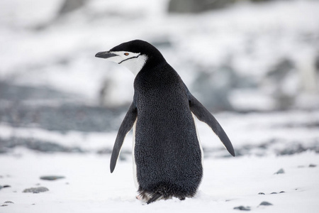 北极的一些企鹅在北极走来走去，寻找年轻的企鹅