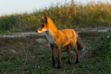 一只可爱的小红狐狸幼崽站在傍晚的阳光下，在草地的背景下。 往旁边看。 傍晚的灯光。 1. 景观景观