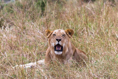 一只年轻的狮子躺在草原上的草地上。 马赛马拉。 肯尼亚非洲