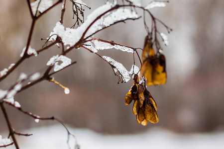 冬天的一天，一棵覆盖着冰雪的树枝