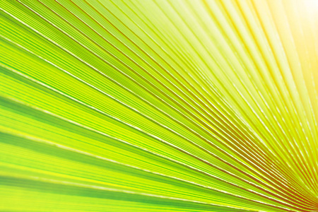 在阳光下拍摄的绿色糖掌树叶条。 剥离欧洲扇棕榈叶纹理在阳光异国植物。 关闭文本花卉背景的复制空间。