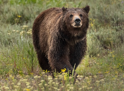 大灰熊在怀俄明州，一只大灰熊在田野上眺望
