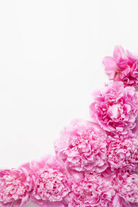 美丽的粉红色牡丹花背景