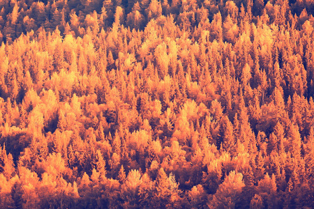 美丽的秋天森林景观。 公园里的黄色森林树木和树叶十月的景观