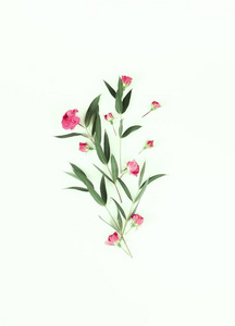 花的背景。 框架从粉红色的花和桉树枝白色背景。顶部视图。