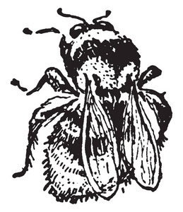 苍蝇的部分被标记为复古线绘图或雕刻插图。
