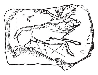 蚊子幼虫的有害蚊子复古线绘图或雕刻插图。