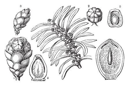 一种图片，显示欧洲红豆杉的不同部分，也称为红豆杉年份线绘图或雕刻插图。