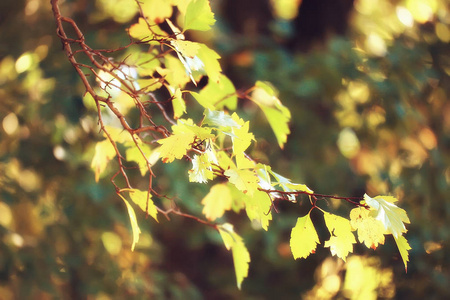 秋天的叶子背景黄色的叶子在秋天公园的树枝上有落叶。 模糊的背景概念秋季。 印度夏季。 覆盖着橙色叶子的树枝。