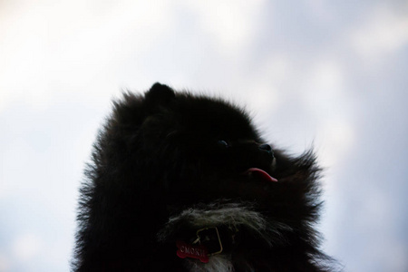 小狗波美拉尼亚斯皮茨与它的主人。 年轻精力充沛的狗在散步。 胡须肖像特写。 享受天空的背景