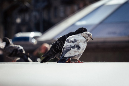 大城市街道背景下的爱鸽