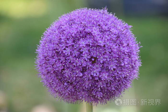美丽的紫色百合花