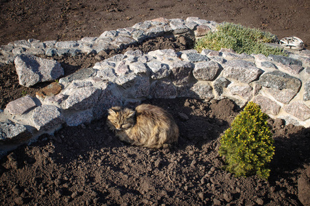 红猫坐在院子里的石栅栏附近的地上