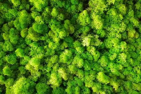 绿色黄色装饰苔藓背景或纹理。