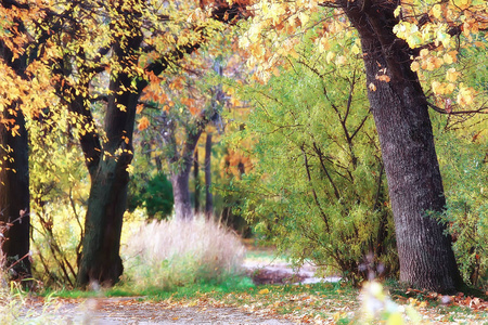 秋天的风景秋天公园里的黄树