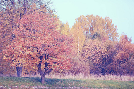 黄秋森林景观美丽的树木，在森林景观中有黄叶，十月，秋天，季节性景观