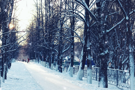 树木通路冬天