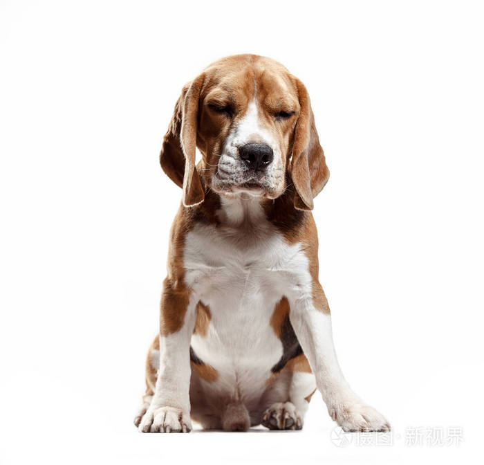 可爱的小猎犬狗坐,在白色背景上被隔绝的前视图