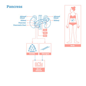 内分泌系统的胰腺。医学科学向量图解图