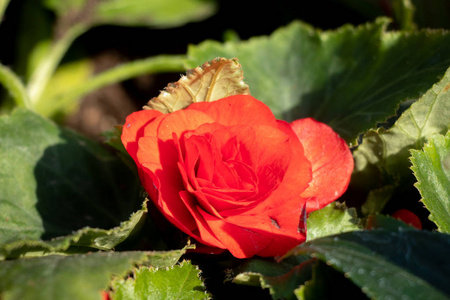 弗洛里本达关门了。 花园里的红色夏花。 绿叶。