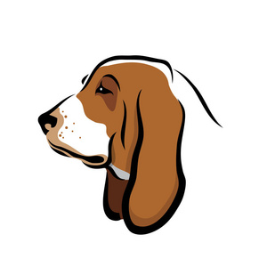 贝塞特猎犬头部隔离彩色插图