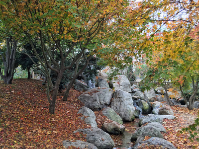秋天公园里的树木和一条小河