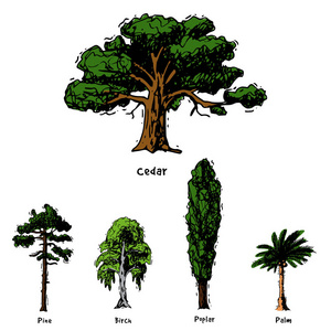 矢量树草图手绘风格类型绿色森林松树树梢集桦木雪松相思或绿叶花园与棕榈和樱花插图背景