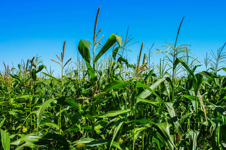 绿色多汁的幼玉米叶子在田野特写。 农业背景