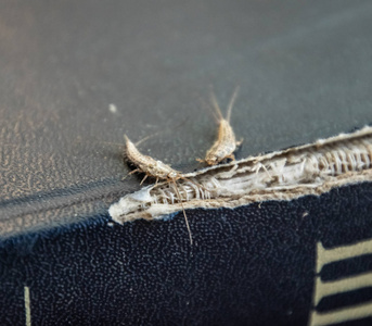 一本旧书破烂的封面上的Lepisma。 昆虫以纸银鱼为食。 有害的书和报纸。