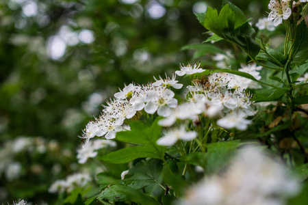 开花的树。 大的弹簧灌木。 许多白色的小花和花蕾。 围绕着绿色落叶树的背景。 芬芳的夏天开花。