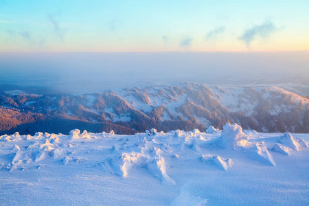 美丽的扭曲的树木覆盖着厚厚的雪层，启发玫瑰和黄色的日落在冬季。